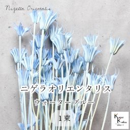 大地農園！プリザーブドフラワー 「ニゲラオリエンタリス ウォーターブルー 1束」プリザ 花材 ハーバリウム おしゃれ かわいい プレゼント 贈り物　オオチノウエン