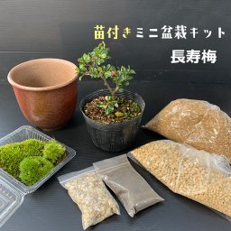 すぐ作れる 苗付き盆栽キット 【紅長寿梅】ベニチョウジュバイ