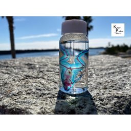透明標本　アフリカツメガエル