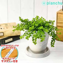 PLANCHU 観葉植物 ペペロミア デピーナ 4号樹脂鉢 ホワイト サスティー付き 受け皿付き 育て方説明書付き Peperomia deppeana アロマペペ