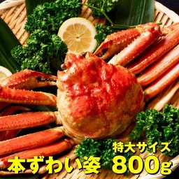 本ズワイガニ 姿 800g 1尾 特大 ズワイ蟹 ずわいがに ずわい蟹 カニ かに 海鮮 ギフト 札幌中央卸売市場 グルメ お取り寄せ 母の日 プレゼント 人気 【冷凍】 北海道