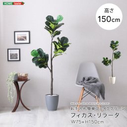 観葉植物 フェイクグリーン フィカス・リラータ Mサイズ(150cm) 鉢付き 完成品 人工観葉植物 お手入れ簡単 水やり不要 リアル 室内 インテリア 玄関 リビング オフィス お祝い プレゼント