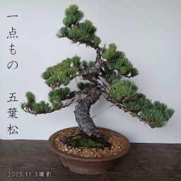 どっしりとした幹から四方に枝を伸ばし風格のある盆栽【五葉松の盆栽（和鉢）
