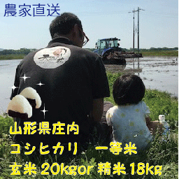 令和６年度特別栽培米山形県庄内産コシヒカリ　玄米20kg白米(18kg) 一等米　鶴岡　贈答　お中元　お歳　精米無料【送料無料（沖縄・九州を除く）】
