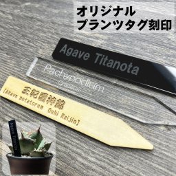 植物 名前 ラベル タグ 【 Plants ID 】 1mm/3mm オリジナル 多肉植物 ネームプレート プラントマーカー 黒 透明 アクリル 木製 園芸ラベル ガーデニングラベル アガベ グラキリス 塊根植物 ユーフォルビア サボテン ハオルチア