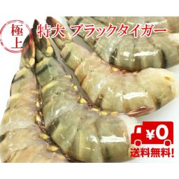 【送料無料】冷凍エビ 特大 ブラックタイガー【1.8kg 約55尾】えび エビ 海老 エビフライ冷凍食品 ギフト えび 業務用エビ 贈答品 魚 海産物 お取り寄せグルメ お歳暮