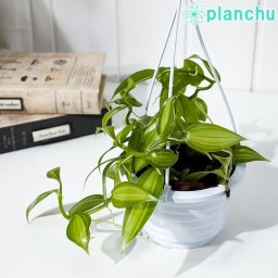 PLANCHU 観葉植物 バニラ プラニフォリア 斑入り 4号吊り鉢 育て方説明書付き Vanilla planifolia ‘Variegata’ 洋ラン バニラの木