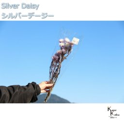 大地農園 ドライフラワー 「シルバーデージー　ツートンパープル　１束 」 プリザ ギフト 花材 資材 インテリア ハーバリウム プレゼント 贈り物 お見舞い シンプル 材料 フラワーアレンジ アレンジメント 手芸 工作