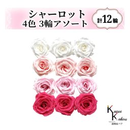大地農園！プリザーブドフラワー「シャーロット 4色×3輪アソート 計12輪」「ピュアホワイト ブライダルピンク シャーベットピンク フランボワーズ」プリザ 花材 ハーバリウム おしゃれ ピンク バラ かわいい プレゼント 贈り物 オオチノウエン