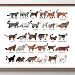 猫の品種コレクション A3 サイズ ポスター アート おしゃれ 絵画 インテリア 北欧 イラスト マット紙 艶消し アートパネル 額 フレーム デザイン 壁掛け ギフト 新築祝い ディスプレイ 引越し祝い　新生活　空間デザイン 