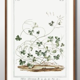 クローバー イラスト ビンテージ ナチュラル A3 サイズ ポスター アート おしゃれ 絵画 インテリア 北欧 イラスト マット紙 艶消し アートパネル 額 フレーム デザイン 壁掛け ギフト 新築祝い ディスプレイ 引越し祝い　新生活　空間デザイン 