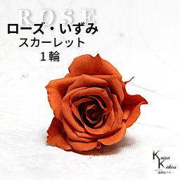 大地農園！プリザーブドフラワー 「ローズいずみ 1輪 スカーレット」プリザ 花材 ハーバリウム おしゃれ かわいい プレゼント 贈り物　オオチノウエン バラ 薔薇 ローズ rose