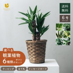 選べる6号鉢と鉢カバーのセット 観葉植物 オシャレ 法人ギフト 開店祝い 父の日 敬老の日 結婚式 新築祝い 就職祝い 開業祝い 記念日 引越し祝い 新築祝い 30代 40代 50代 60代 70代 お歳暮 御歳暮 歳暮