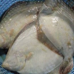 アサバカレイ 浅羽カレイ 3kg （約6-15枚入） 北海道産 噴火湾 鮮魚 送料無料 ※沖縄は送料別途加算 あさばかれい