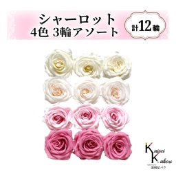 大地農園！プリザーブドフラワー「シャーロット 4色×3輪アソート 計12輪」「アンティックホワイト ホワイトシャンパン シャーベットピンク プリンセスピンク」プリザ 花材 ハーバリウム おしゃれ ピンク バラ かわいい プレゼント 贈り物 オオチノウエン
