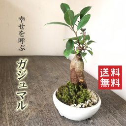 盆栽 ガジュマル 万古焼白丸鉢 多幸の樹 縁起の樹 キジムナー ガジュマル盆栽