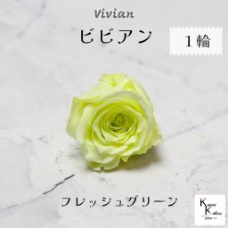 大地農園！プリザーブドフラワー 「ビビアン フレッシュグリーン 1輪」  プリザ 花材 ハーバリウム  おしゃれ かわいい プレゼント 贈り物 オオチノウエン バラ 薔薇 ローズ rose