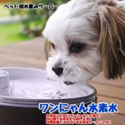 ペット用水素自動給水器 ワンにゃん 水素水 ウォーターサーバー ペットウォーター 軟水フィルター スマホ コントロール 犬 猫 水 留守 水入れ お手入れカンタン 室内犬 室内猫 小型犬 超小型犬 ペット 健康寿命 飲み水 軟水 水素 旅行 安心 病気 腎不全 腎臓 新発売 即納 ドッグフード・サプリメント キャットフード・サプリメント