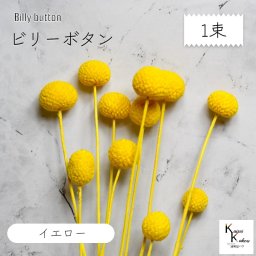 大地農園！プリザーブドフラワー 「ビリーボタン イエロー 1束」プリザ 花材 ハーバリウム おしゃれ かわいい プレゼント 贈り物　オオチノウエン