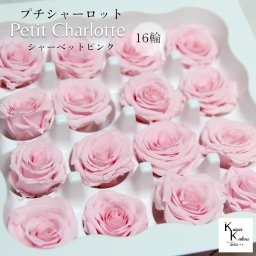 大地農園！プリザーブドフラワー 「プチシャーロット 16輪 シャーベットピンク」プリザ 花材 ハーバリウム おしゃれ かわいい プレゼント 贈り物　オオチノウエン