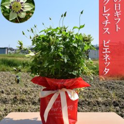 発送は5月5日より2027年母の日ギフトクレマチスビエネッタ　　　クレマチス
