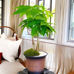 パキラ 高級鉢植え 縁起の良い植物 ミニ観葉 室内育成 観葉植物 初心者安心育て方ガイド付 ミニ観葉 Wプレゼント 《幸運招来》癒し与えるコンパクト観葉 人気 ギフト インテリアグリーン 【シンボルツリー 誕生日 プレゼント 癒し 観葉 お祝い ギフト 送料無料 ぼんさい】