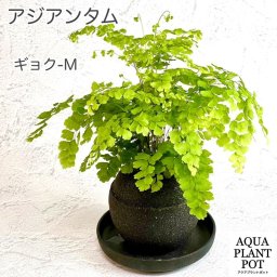 【送料無料】【アジアンタム】観葉植物 母の日 ギフト 新築・開店・結婚お祝い １週間に１回受け皿に水を入れるだけで簡単に管理できます　