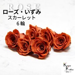 大地農園！プリザーブドフラワー 「ローズいずみ 6輪 スカーレット」プリザ 花材 ハーバリウム おしゃれ かわいい プレゼント 贈り物　オオチノウエン バラ 薔薇 ローズ rose