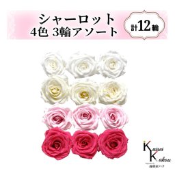 大地農園！プリザーブドフラワー「シャーロット 4色×3輪アソート 計12輪」「ピュアホワイト アンティックホワイト シャーベットピンク フランボワーズ」プリザ 花材 ハーバリウム おしゃれ ピンク バラ かわいい プレゼント 贈り物 オオチノウエン