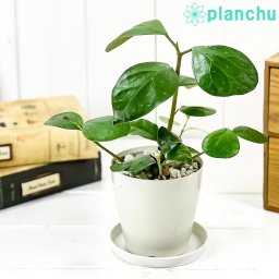 PLANCHU 観葉植物 フィカス デルトイデア 3.5号鉢 受け皿付き 育て方説明書付き Ficus deltoidea コバンボダイジュ 小判菩提樹 ゴムノキ ゴムの木