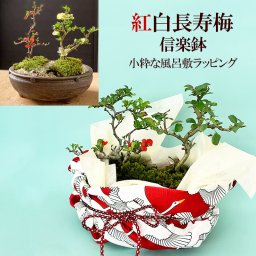 ご両親へ感謝を込めて贈る【紅白長寿梅の盆栽信楽焼鉢】小粋な祝鶴模様の風呂敷ラッピング