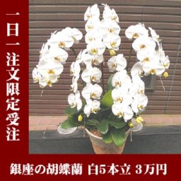 【送料無料】 【即日配達】 【白5本立】 【一日一件限定】 【東京23区内限定】 超ビッグサイズ！ 《胡蝶蘭》 ☆銀座の胡蝶蘭 5本立ち 白☆ 【名札・メッセージカード無料】 【ラッピング無料】