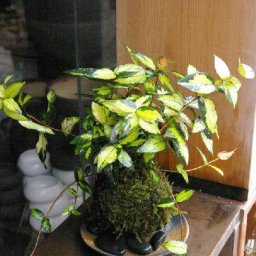 苔玉 黄色い葉  テイカカズラの苔玉 選べる器セット 敷石つき 黒備前 黒角器 手軽 初心者 入門 黄金と緑色の葉が美しい苔玉 こけだま 苔 こけ コケ コケダマ こけ玉  観葉植物