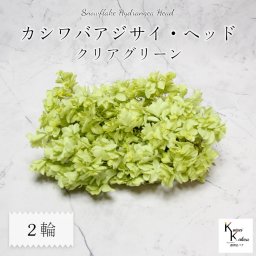 メール便で発送 大地農園！ プリザーブドフラワー 「カシワバアジサイ クリアグリーン 2輪分」 プリザ アジサイ 紫陽花 花材 ハーバリウム おしゃれ かわいい プレゼント 贈り物 オオチノウエン カシワバ