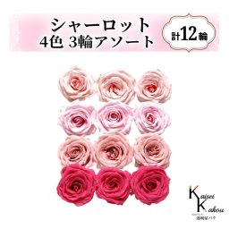 大地農園！プリザーブドフラワー「シャーロット 4色×3輪アソート 計12輪」「ブライダルピンク シャーベットピンク バニラピンク フランボワーズ」プリザ 花材 ハーバリウム おしゃれ ピンク バラ かわいい プレゼント 贈り物 オオチノウエン