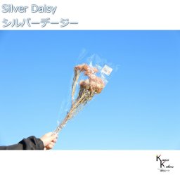 大地農園 ドライフラワー 「シルバーデージー　ピンクモーブ　12ｇ 」 プリザ ギフト 花材 資材 インテリア ハーバリウム プレゼント 贈り物 お見舞い シンプル 材料 フラワーアレンジ アレンジメント 手芸 工作