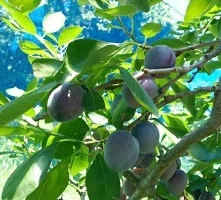 【生プルーン】400ｇ×２パック（約20個）　山梨県南アルプス市「山の果樹園」栽培（７月中～下旬発送予定）【生産元直送品】