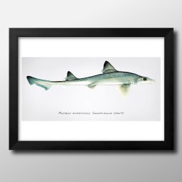 海洋生物 ビンテージイラスト A3 サイズ ポスター アート おしゃれ 絵画 インテリア 北欧 イラスト マット紙 艶消し アートパネル 額 フレーム デザイン 壁掛け ギフト 新築祝い ディスプレイ 引越し祝い　新生活　空間デザイン 
