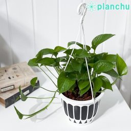 PLANCHU 観葉植物 ポトス パーフェクトグリーン 5号吊り鉢 育て方説明書付き Epipremnum aureum ‘Perfect Green’ エピプレムナム アロイド
