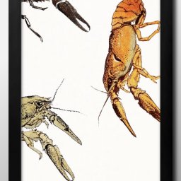 海洋生物 ビンテージイラスト A3 サイズ ポスター アート おしゃれ 絵画 インテリア 北欧 イラスト マット紙 艶消し アートパネル 額 フレーム デザイン 壁掛け ギフト 新築祝い ディスプレイ 引越し祝い　新生活　空間デザイン 