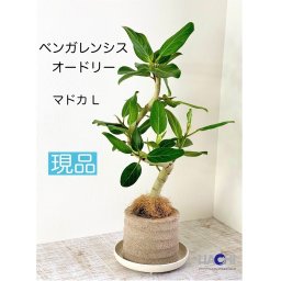 【送料無料】【フィカス ベンガレンシス オードリー】【アクアプラントポット　円（マドカ）　L　ホワイト】