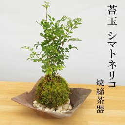 苔玉 涼しげな葉が苔とよくあいます シマトネリコの苔玉焼締茶器セット 敷石つき 陶房・歩知歩智 名古屋セット 苔 こけ コケ コケダマ こけ玉 しまとねりこ