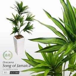 人工観葉植物 フェイクグリーン 観葉植物 造花 光触媒 ソングオブジャマイカ 80cm 鉢植 ドラセナ 幸福の木 フェイク グリーン インテリア おしゃれ CT触媒 お祝い 父の日[fd]