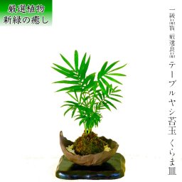 盆栽 苔玉 テーブルヤシ 空気浄化 即日出荷 ミニ盆栽 育て方ガイド付 送料無料 ミニ盆栽 還暦 癒し 室内 初心者 引っ越し祝い 誕生日 ギフト 母の日 父の日 プレゼント 敬老の日