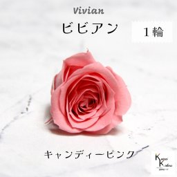 大地農園！プリザーブドフラワー 「ビビアン キャンディーピンク 1輪」  プリザ 花材 ハーバリウム  おしゃれ かわいい プレゼント 贈り物 オオチノウエン バラ 薔薇 ローズ rose