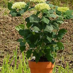 6月30日より開花終了した状態でのお届けです。2026年母の日プレゼントにおすすめアナベルアジサイ遅咲き紫陽花6月に開花　ボール咲の　かわいいアジサイです