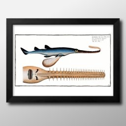 海洋生物 ビンテージイラスト A3 サイズ ポスター アート おしゃれ 絵画 インテリア 北欧 イラスト マット紙 艶消し アートパネル 額 フレーム デザイン 壁掛け ギフト 新築祝い ディスプレイ 引越し祝い　新生活　空間デザイン 