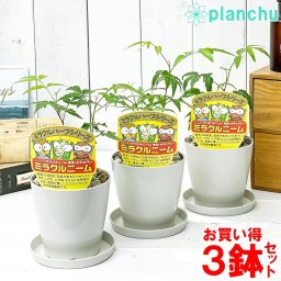 虫除け植物 ミラクルニーム 3.5号鉢 3鉢セット 受け皿付き 育て方説明書付き Azadirachta indica 神秘の樹木 観葉植物 実生
