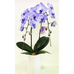 紫色の胡蝶蘭 パープル エレガンス 2本立ち 花