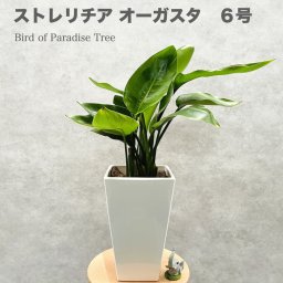 観葉植物 ストレリチア オーガスタ 6号鉢 スクエア鉢 シンボルツリー おしゃれな室内インテリア 結婚祝い 新築祝い 開店祝い 開業祝い 誕生日 母の日 父の日 記念日 敬老の日